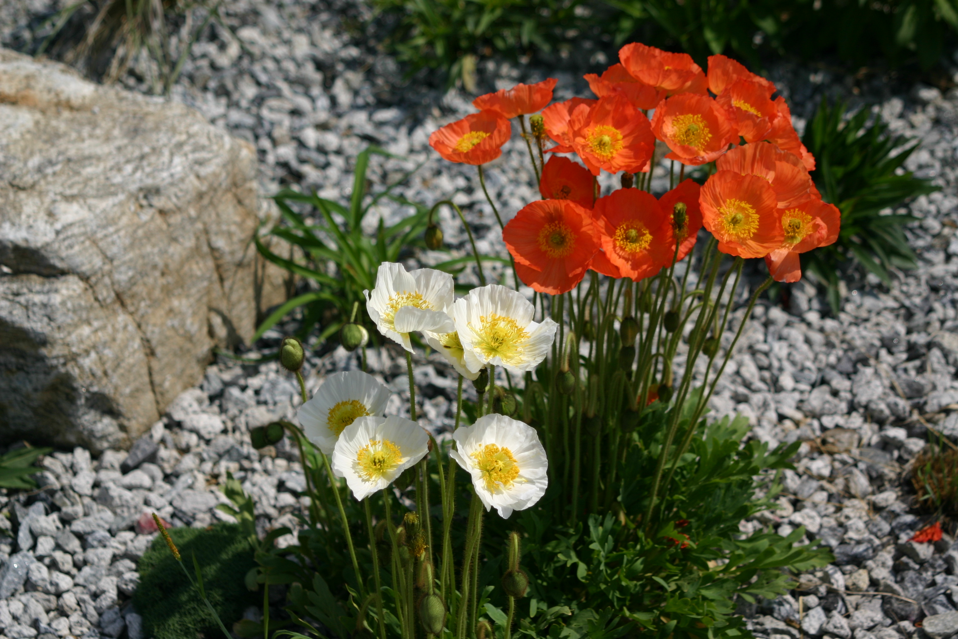 Papaver rhoea